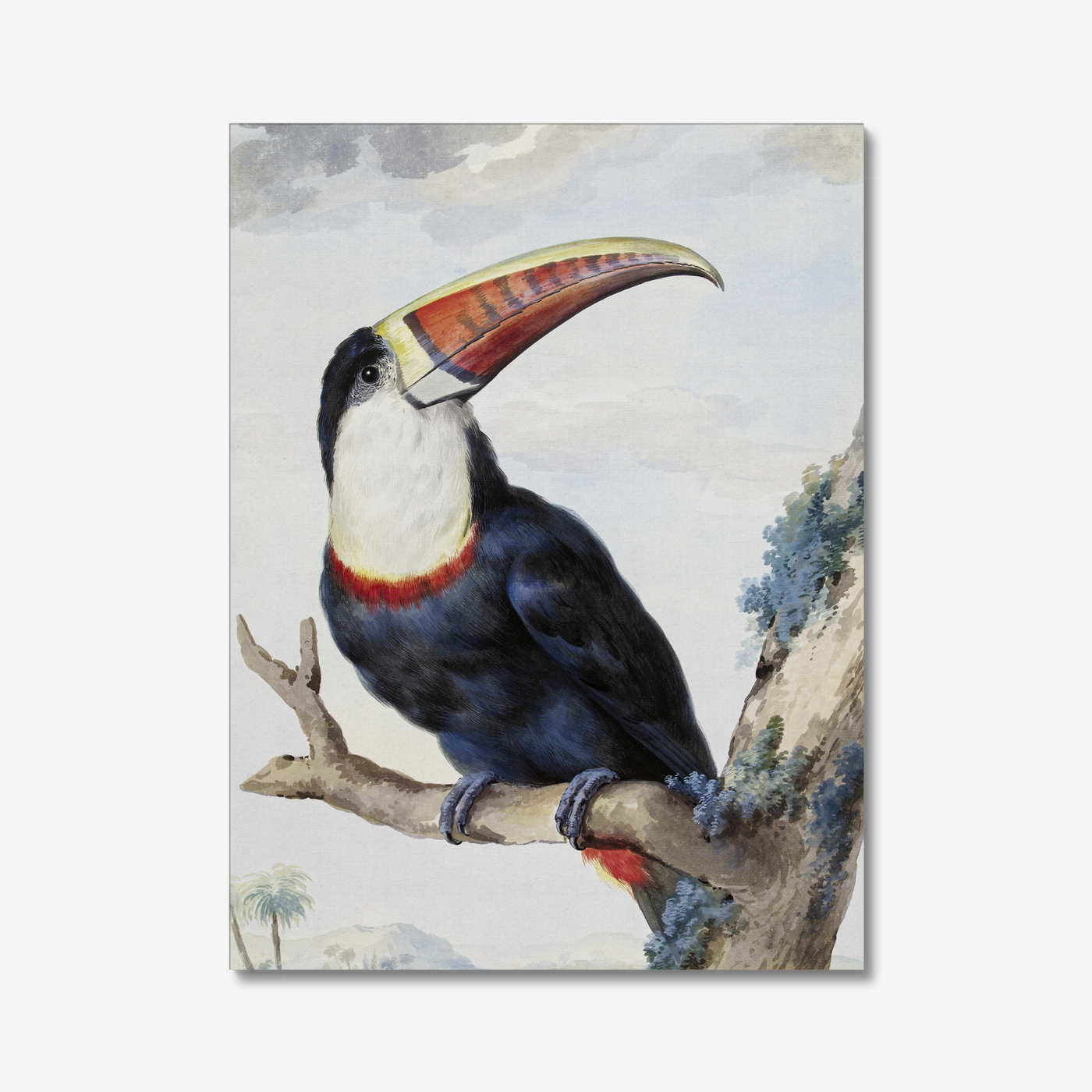 Red-billed Toucan (1748)